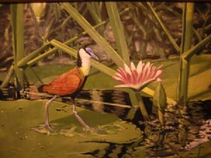 "African Jacana on Lily"