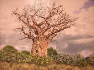 "Baobab at Punda"