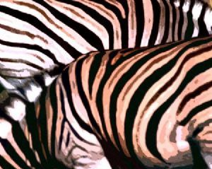 "Zebra"