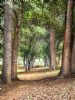 "Avenue of Trees"