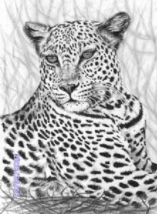"Leopard"
