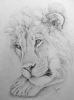 "Sleepy Lion"
