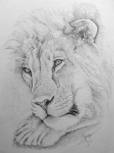 "Sleepy Lion"