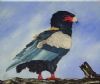 "Bateleur 1990"