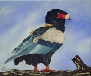 "Bateleur 1990"