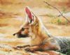 "Cape Fox Resting"