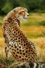 "Cheetah Watching for Prey"