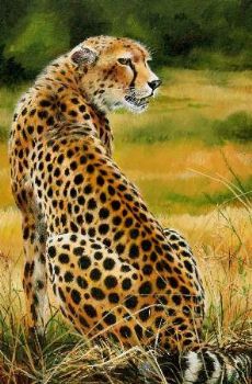 "Cheetah Watching for Prey"