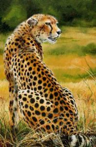 "Cheetah Watching for Prey"