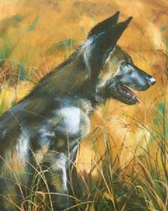 "Wild Dog After the Hunt"