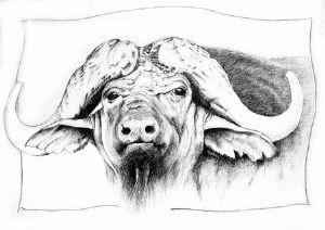 "Buffalo pencil study"