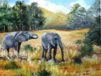 "Addo Elephants"