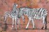 "Zebras"