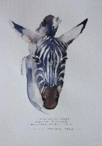 "Illustration Zebra 0308"