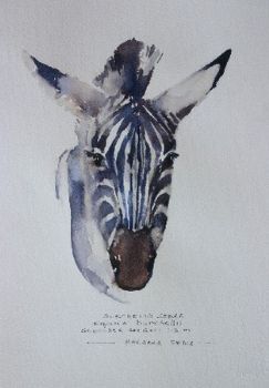 "Illustration Zebra 0308"