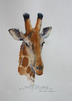 "Giraffe 0308"