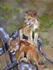 "Lion Cubs - Mischief"