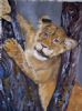 "Cub"