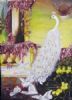 "Peacock"