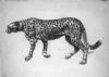 "Cheetah"