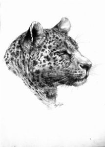 "Leopard"