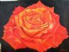 "Orange Rose on Black"