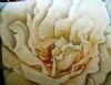 "Cream Rose"
