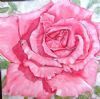 "Soft Pink Rose"