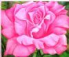 "Bright Pink Rose"