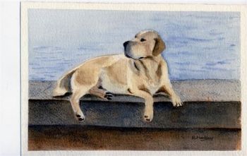 "Labrador On Harbour Wall"