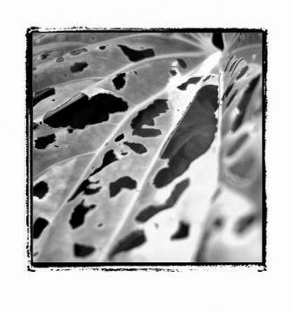 "Nature Abstract II"
