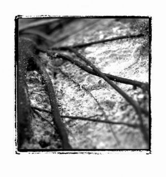 "Nature Abstract III"