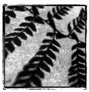 "Nature Abstract IV"