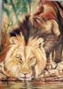 "Lion at Waterhole"