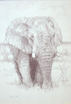 "Giant of the grassy Plain"
