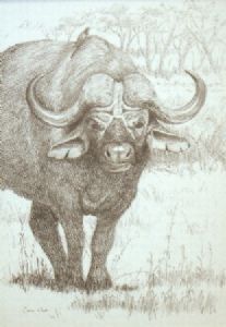 "Buffalo"