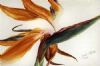 "Strelitzia"