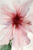"Hibiscus 1"