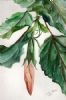 "Hibiscus bud"