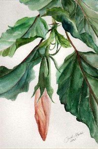 "Hibiscus bud"