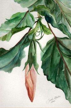 "Hibiscus bud"