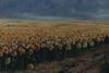 "Sunflower field 4"