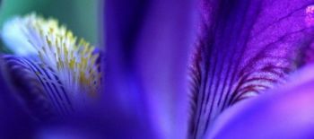 "Purple Fantasy"