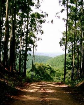 "Into the forest"