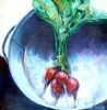"2016 -  Radishes"