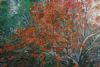 "Plum Tree"