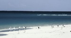 "Zanzibar Egrets"