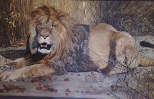 "Kalahari Lion"