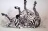 "Zebra in Dust"