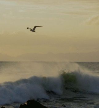 "Birdsong"